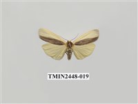 藏品(雙分苔蛾)的圖片